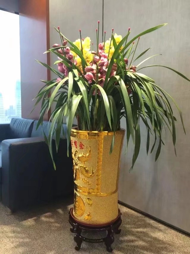 大花卉兰