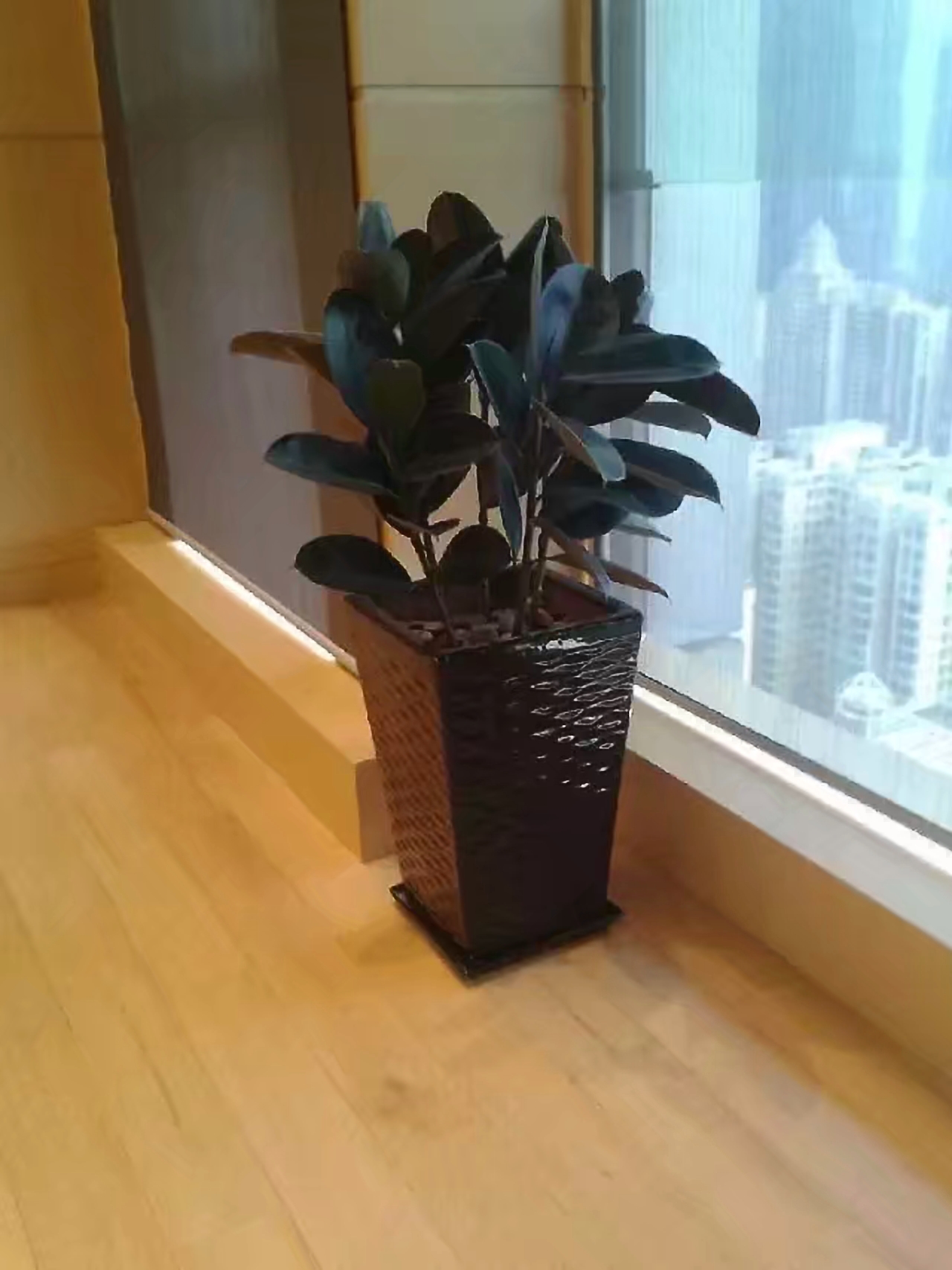 橡皮树