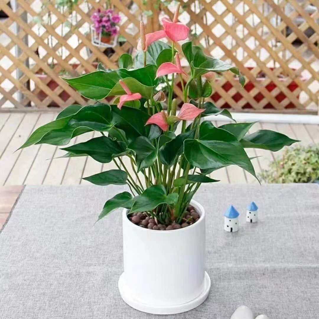 小发财树