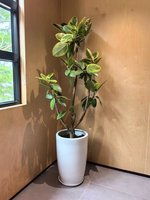 花叶橡皮树